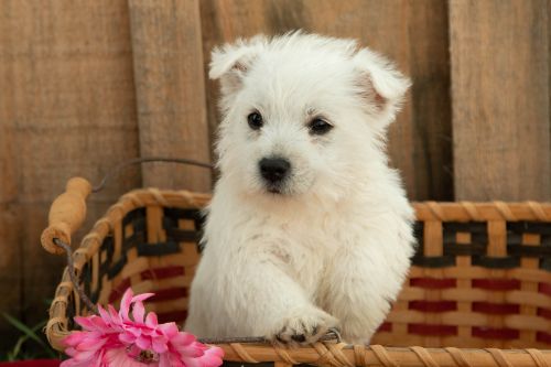 puppy, for, sale, West Highland White Terrier, Amos B. King, dog, breeder, Romney, WV, dog-breeder, puppy-for-sale, forsale, nearby, find, puppyfind, locator, puppylocator, aca